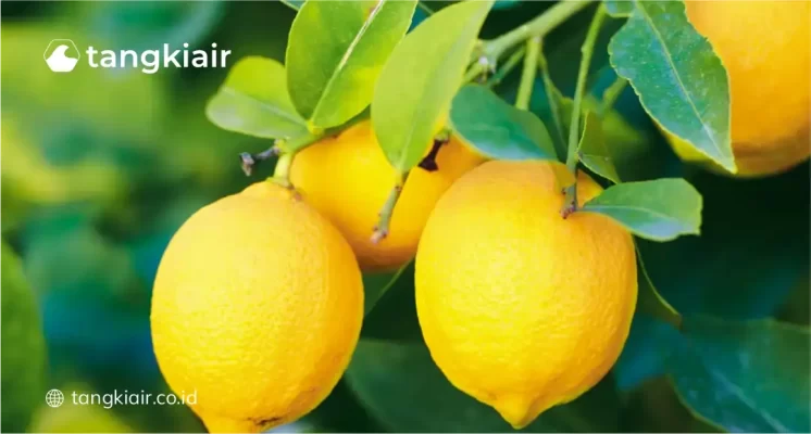 Air Lemon