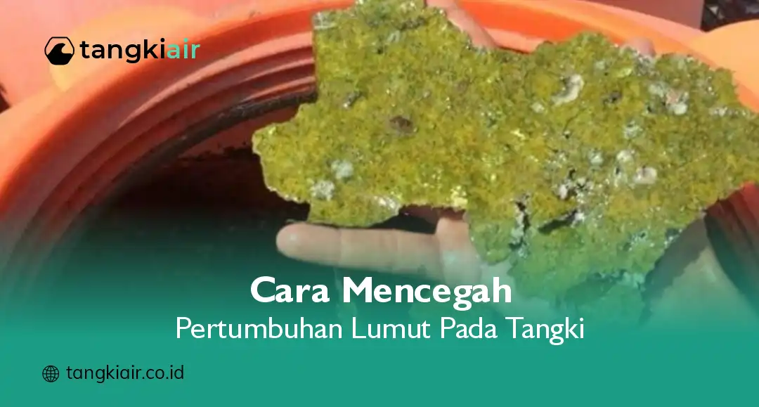 Cara Mencegah Pertumbuhan Lumut pada Tangki